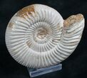 Perisphinctes Ammonite - Jurassic #7366-1